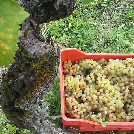 Farmstay Kmetija Stekar Kojsko Εξωτερικό φωτογραφία