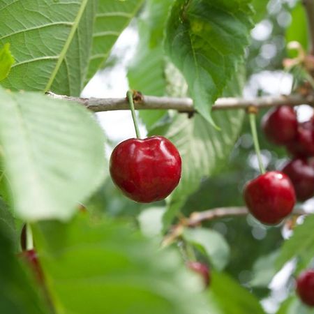 Farmstay Kmetija Stekar Kojsko Εξωτερικό φωτογραφία