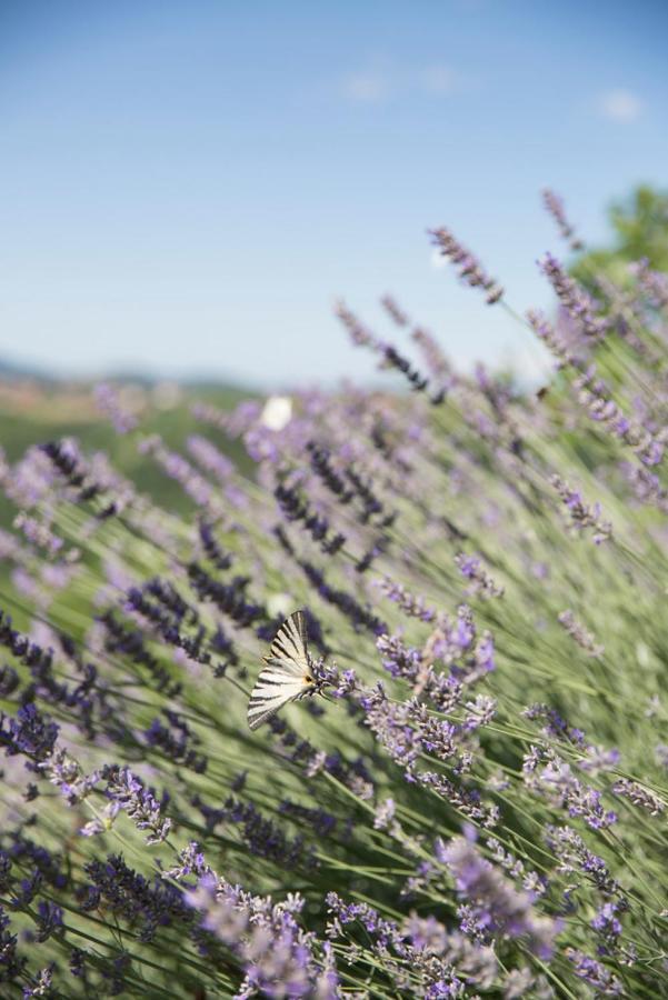 Farmstay Kmetija Stekar Kojsko Εξωτερικό φωτογραφία