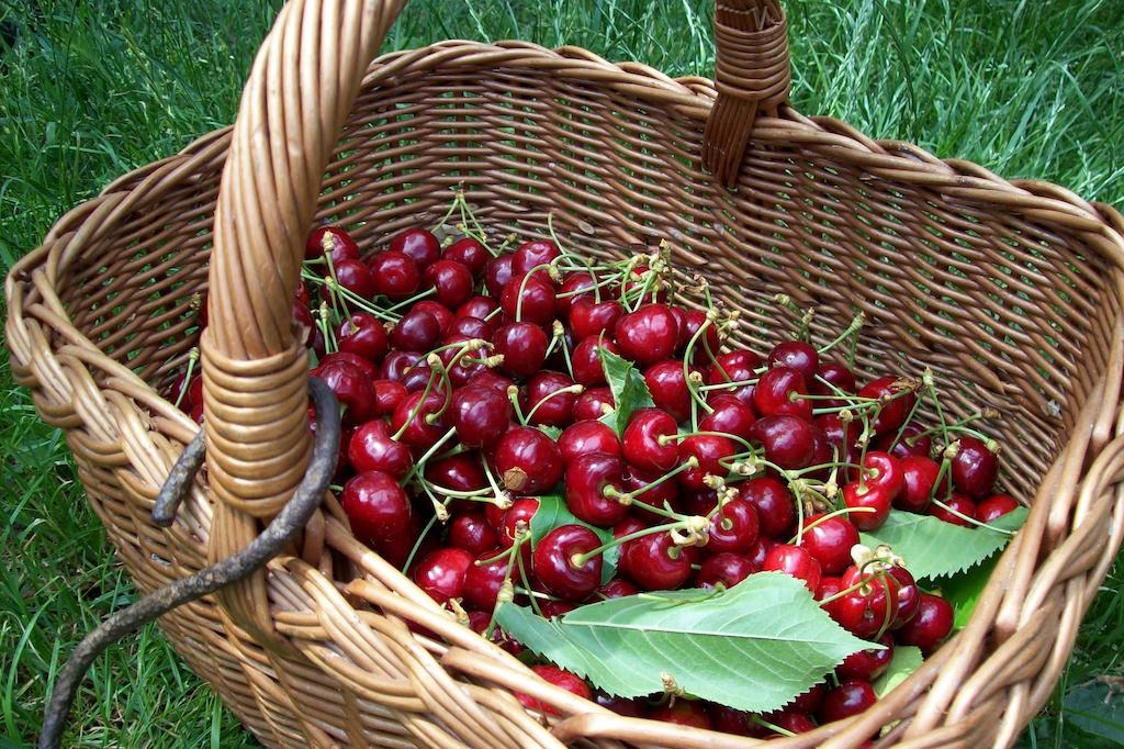 Farmstay Kmetija Stekar Kojsko Εξωτερικό φωτογραφία