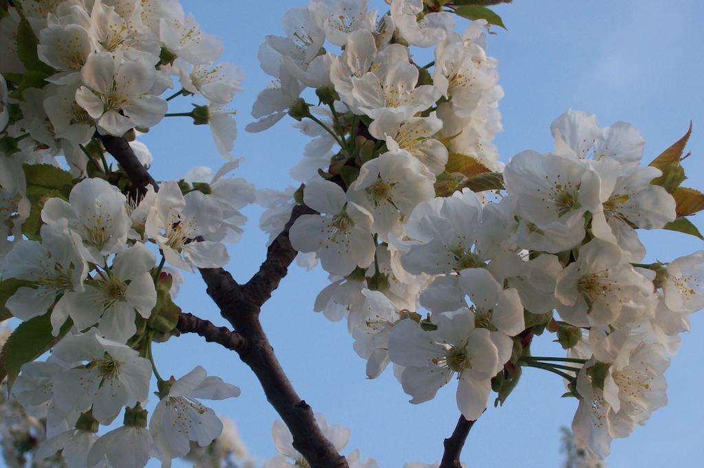 Farmstay Kmetija Stekar Kojsko Εξωτερικό φωτογραφία