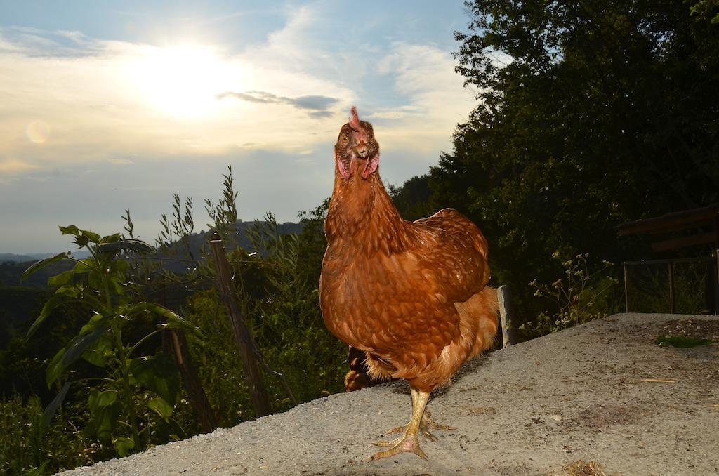 Farmstay Kmetija Stekar Kojsko Εξωτερικό φωτογραφία