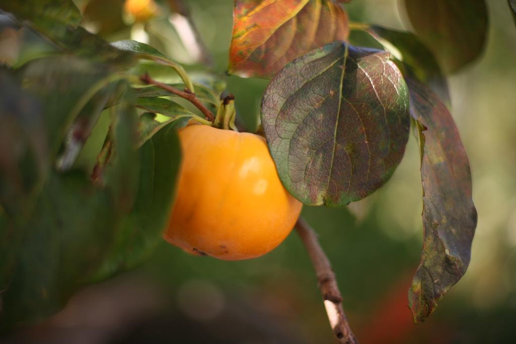 Farmstay Kmetija Stekar Kojsko Εξωτερικό φωτογραφία