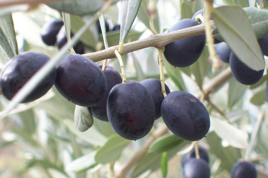 Farmstay Kmetija Stekar Kojsko Εξωτερικό φωτογραφία